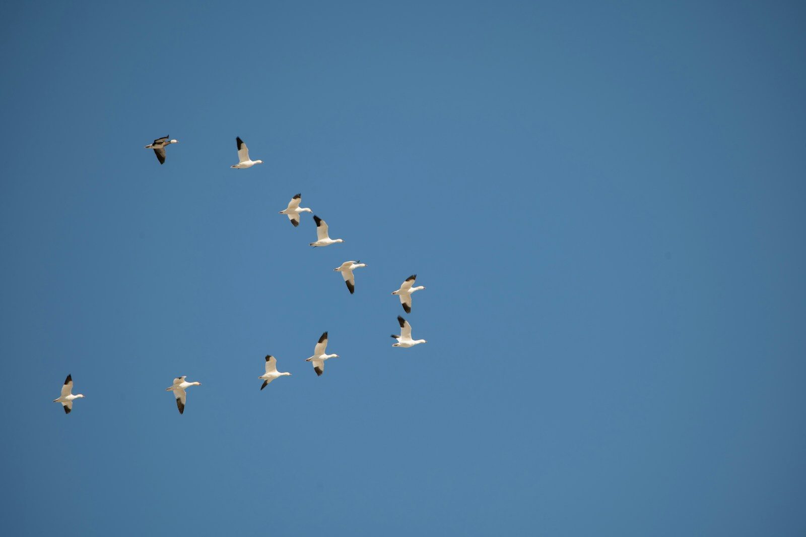 a flock of birds flying through a blue sky